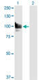 Signal Transducer And Activator Of Transcription 6 antibody, LS-B6154, Lifespan Biosciences, Western Blot image 