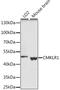 Chemokine-like receptor 1 antibody, LS-C750207, Lifespan Biosciences, Western Blot image 