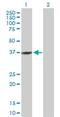 Ras Interacting Protein 1 antibody, H00054922-B01P, Novus Biologicals, Western Blot image 