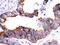 Integrin Subunit Beta 3 antibody, PB9806, Boster Biological Technology, Immunohistochemistry frozen image 