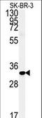 Family With Sequence Similarity 92 Member A antibody, LS-C166039, Lifespan Biosciences, Western Blot image 