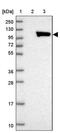 ALS2 C-Terminal Like antibody, PA5-61704, Invitrogen Antibodies, Western Blot image 