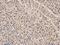 Histone Deacetylase 10 antibody, orb215314, Biorbyt, Immunohistochemistry paraffin image 