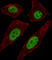 Transcription Factor AP-2 Delta antibody, abx029880, Abbexa, Western Blot image 