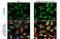 Calcium Binding And Coiled-Coil Domain 2 antibody, GTX630396, GeneTex, Immunofluorescence image 