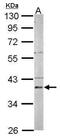 PSA antibody, PA5-30543, Invitrogen Antibodies, Western Blot image 