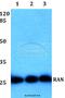 RAN, Member RAS Oncogene Family antibody, A00204, Boster Biological Technology, Western Blot image 