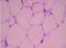 Apelin antibody, NBP2-31176, Novus Biologicals, Immunohistochemistry paraffin image 