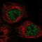 Chromosome 1 Open Reading Frame 68 antibody, NBP1-93557, Novus Biologicals, Immunofluorescence image 
