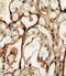 Solute Carrier Family 3 Member 2 antibody, abx025610, Abbexa, Immunohistochemistry frozen image 