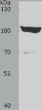 ADAM Metallopeptidase With Thrombospondin Type 1 Motif 15 antibody, TA322058, Origene, Western Blot image 