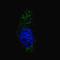 Microtubule Associated Protein 1 Light Chain 3 Beta antibody, PA5-35194, Invitrogen Antibodies, Immunofluorescence image 