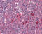 Exocyst Complex Component 3 antibody, GTX12235, GeneTex, Immunohistochemistry paraffin image 