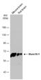 Syntaxin Binding Protein 1 antibody, NBP2-20525, Novus Biologicals, Western Blot image 