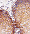 Glutaminyl-TRNA Synthetase antibody, orb247709, Biorbyt, Immunohistochemistry paraffin image 