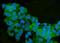 Arginase 2 antibody, A02244-1, Boster Biological Technology, Immunofluorescence image 