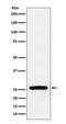 Superoxide Dismutase 3 antibody, M01784-1, Boster Biological Technology, Western Blot image 