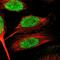 Zinc Finger Protein 24 antibody, HPA024062, Atlas Antibodies, Immunofluorescence image 