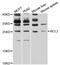 BCL2 antibody, abx125558, Abbexa, Western Blot image 