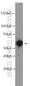 General Transcription Factor IIE Subunit 1 antibody, 24405-1-AP, Proteintech Group, Western Blot image 