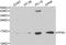 Profilin 1 antibody, LS-C192418, Lifespan Biosciences, Western Blot image 