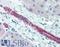 Keratin 8 antibody, LS-B3915, Lifespan Biosciences, Immunohistochemistry frozen image 