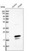 Proteasome Maturation Protein antibody, PA5-55478, Invitrogen Antibodies, Western Blot image 