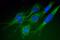 Mitofusin 1 antibody, ab126575, Abcam, Immunocytochemistry image 