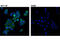 Salvador Family WW Domain Containing Protein 1 antibody, 13301S, Cell Signaling Technology, Immunocytochemistry image 
