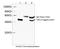 VSV-G epitope tag antibody, LS-C51092, Lifespan Biosciences, Western Blot image 