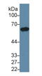 Keratin 5 antibody, LS-C299657, Lifespan Biosciences, Western Blot image 