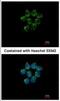 Serpin Family A Member 4 antibody, NBP2-17013, Novus Biologicals, Immunofluorescence image 