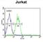 Arginine And Glutamate Rich 1 antibody, abx034311, Abbexa, Western Blot image 