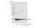 Interferon Alpha 13 antibody, 3110S, Cell Signaling Technology, Western Blot image 