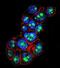 Pygopus Family PHD Finger 1 antibody, abx026643, Abbexa, Immunocytochemistry image 