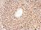 Peptidylprolyl Isomerase E antibody, NBP1-33471, Novus Biologicals, Immunohistochemistry frozen image 