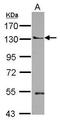 Pleckstrin Homology Domain Containing A5 antibody, GTX122690, GeneTex, Western Blot image 