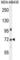 Zinc Finger Protein 510 antibody, abx025938, Abbexa, Western Blot image 