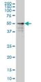 Zinc Finger Protein 213 antibody, H00007760-M01, Novus Biologicals, Western Blot image 