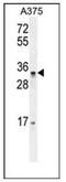 Pseudouridine Synthase Like 1 antibody, AP53523PU-N, Origene, Western Blot image 