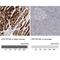 Protein Phosphatase 1 Regulatory Subunit 12B antibody, NBP1-87751, Novus Biologicals, Immunohistochemistry paraffin image 