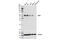 Adrenocortical dysplasia protein antibody, 14667S, Cell Signaling Technology, Western Blot image 