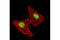 Thymopoietin antibody, 5369S, Cell Signaling Technology, Immunocytochemistry image 