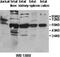 Interleukin 31 Receptor A antibody, MBS416858, MyBioSource, Western Blot image 