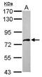 DEAD-Box Helicase 59 antibody, PA5-31563, Invitrogen Antibodies, Western Blot image 