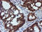 RuvB Like AAA ATPase 2 antibody, LS-C173738, Lifespan Biosciences, Immunohistochemistry frozen image 