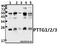 PTTG1 Regulator Of Sister Chromatid Separation, Securin antibody, A02099-1, Boster Biological Technology, Western Blot image 