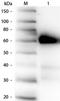 P-LAP antibody, R1053PS, Origene, Western Blot image 