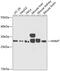 Histamine N-Methyltransferase antibody, 15-026, ProSci, Western Blot image 