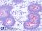 Melatonin-related receptor antibody, LS-A6676, Lifespan Biosciences, Immunohistochemistry paraffin image 